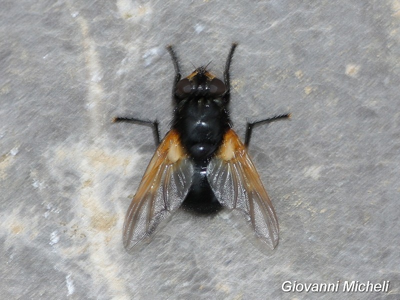 Mesembrina meridiana femmina (Muscidae)